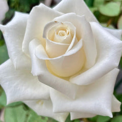 Mount Shasta Rose Plant|白雪山