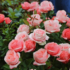 Mousse Rose Plant