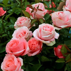 Mousse Rose Plant