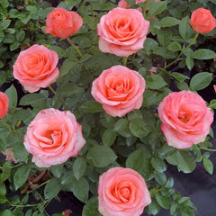 Mousse Rose Plant