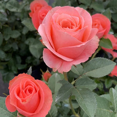 Mousse Rose Plant