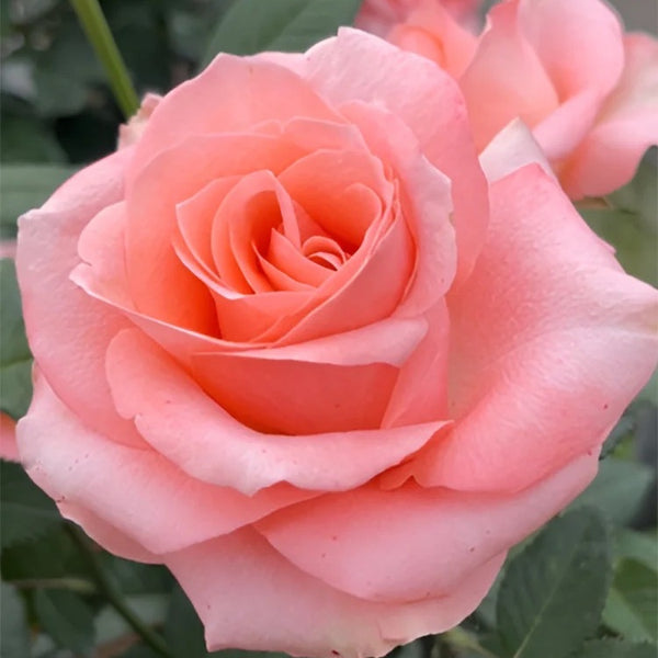 Mousse Rose Plant