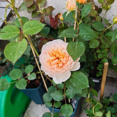 Mowe Rose Plant|海鸥