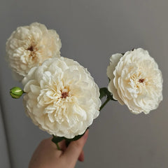 Mowe Rose Plant|海鸥