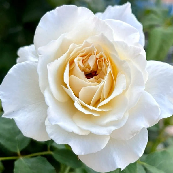 Mowe Rose Plant|海鸥
