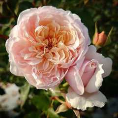 Mowe Rose Plant|海鸥