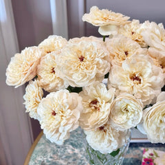 Mowe Rose Plant|海鸥
