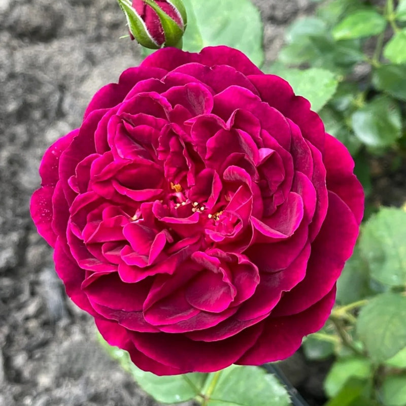 Bumstead Roses Shrub Roses – Rose_Explosion