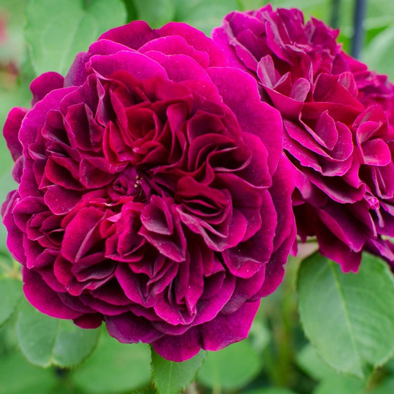 Munstead Wood Rose – Deep Crimson Blooms of Elegance