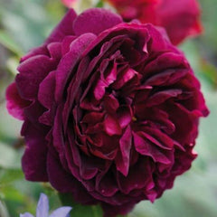 Munstead Wood Rose – Deep Crimson Blooms of Elegance