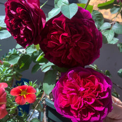 Munstead Wood Rose – Deep Crimson Blooms of Elegance