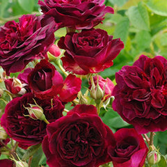 Munstead Wood Rose – Deep Crimson Blooms of Elegance