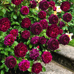 Munstead Wood Rose – Deep Crimson Blooms of Elegance