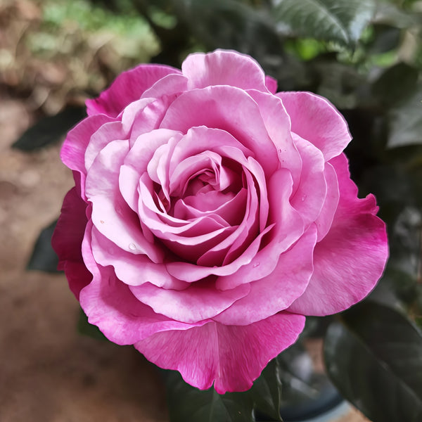 Muriel Robin Rose Plant