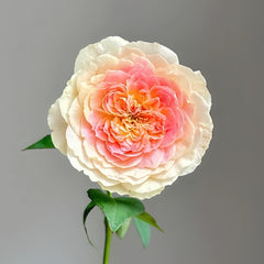 Muyunsi Rose Plant