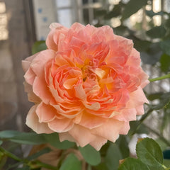 Muyunsi Rose Plant