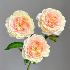 Muyunsi Rose Plant