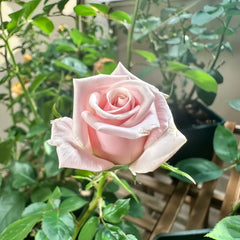Mziya Rose Plant|姆奇亚小姐