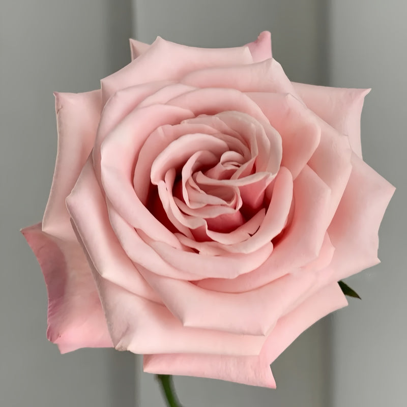 Mziya Rose Plant|姆奇亚小姐