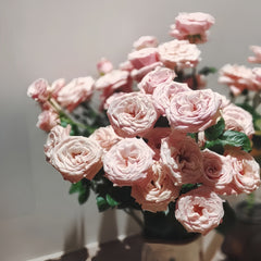 Mziya Rose Plant|姆奇亚小姐
