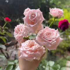 Mziya Rose Plant|姆奇亚小姐