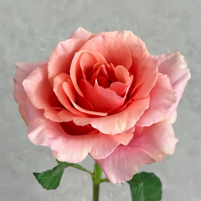 Nami Rose Plant|娜美