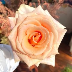 Nami Rose Plant|娜美