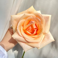 Nami Rose Plant|娜美