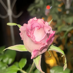 Nayeli Rose live plant with pale lavender pink blooms
