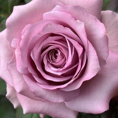 Nayeli Rose live plant with pale lavender pink blooms