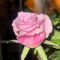 Nayeli Rose live plant with pale lavender pink blooms