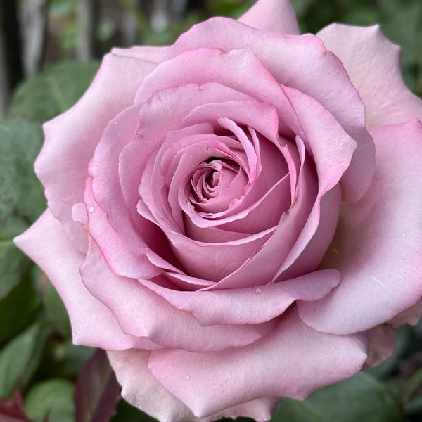 Nayeli Rose live plant with pale lavender pink blooms