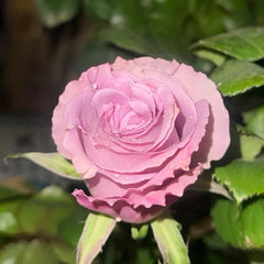 Nayeli Rose live plant with pale lavender pink blooms