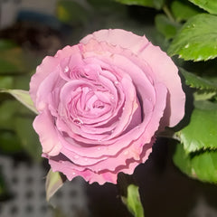 Nayeli Rose Plant|娜耶莉