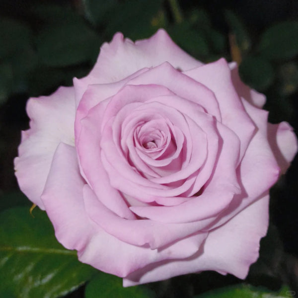Nayeli! Rose