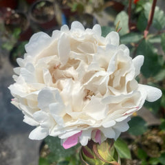Neige de Parfum Rose Plant|伊芙雪之香水