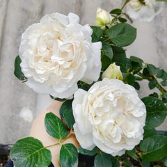 Neige de Parfum Rose Plant|伊芙雪之香水
