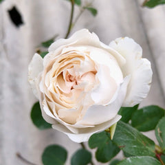Neige de Parfum Rose Plant|伊芙雪之香水
