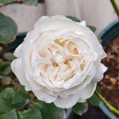 Neige de Parfum Rose Plant|伊芙雪之香水