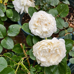 Neige de Parfum Rose Plant|伊芙雪之香水