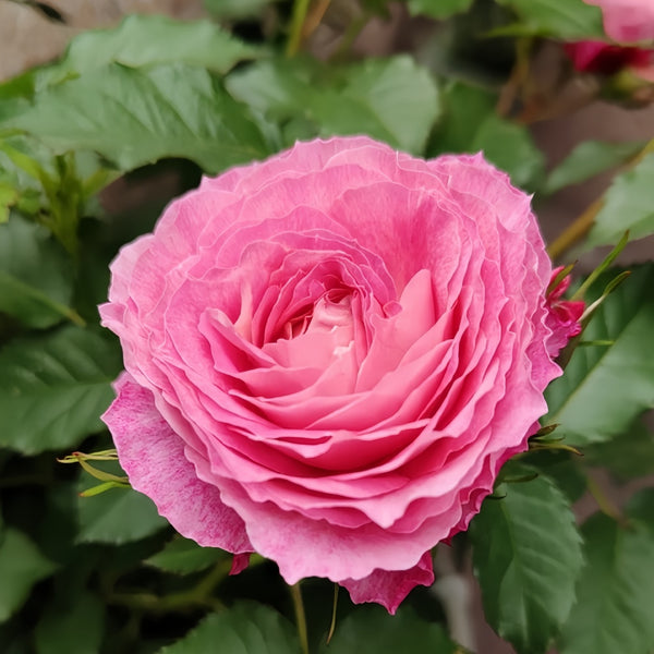 Neptune King Terrazza Rose Plant|海神王阳台 – Rose_Explosion