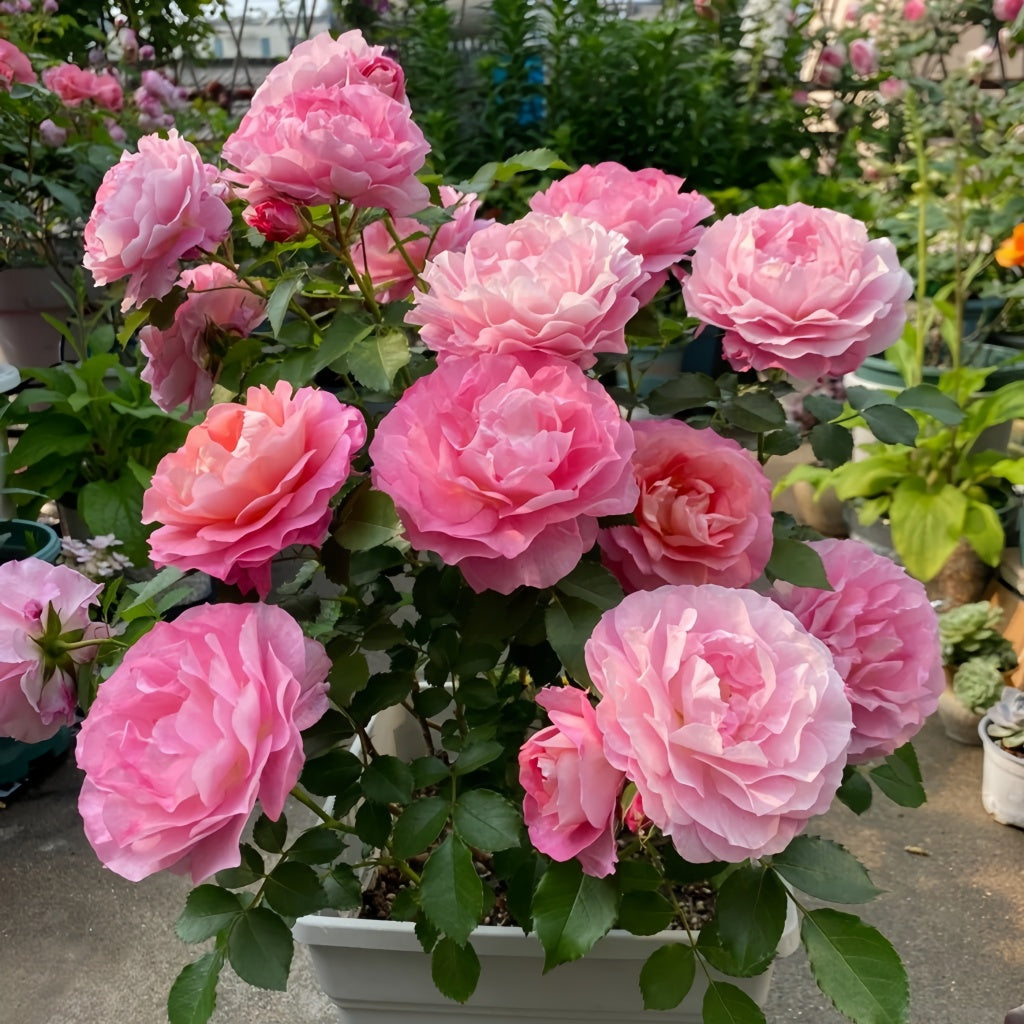Neptune King Terrazza Rose Plant|海神王阳台 – Rose_Explosion