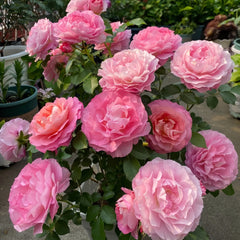 Neptune King Terrazza Rose Plant|海神王阳台