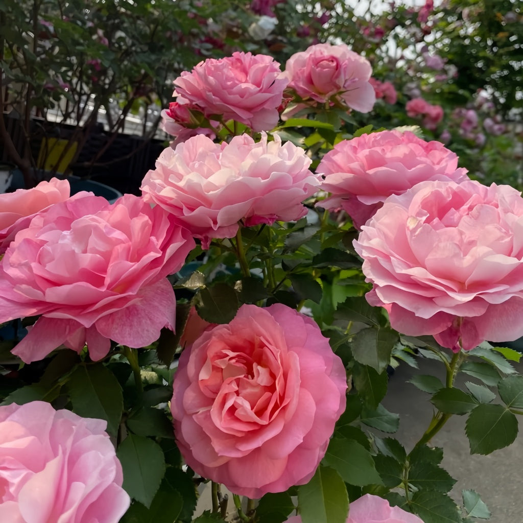 Neptune King Terrazza Rose Plant|海神王阳台 – Rose_Explosion