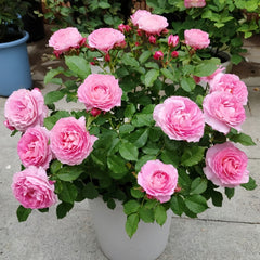 Neptune King Terrazza Rose Plant|海神王阳台