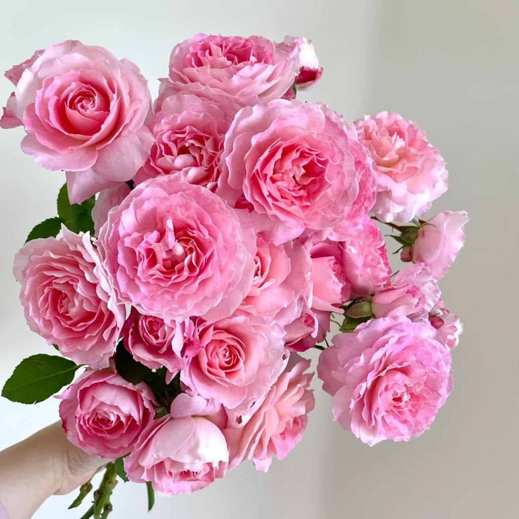 Neptune King Terrazza Rose Plant|海神王阳台 – Rose_Explosion