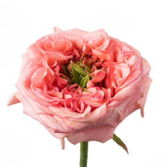 New Design Rose Plant