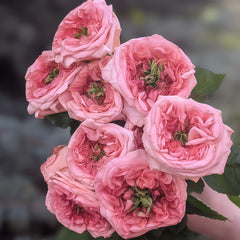 New Design Rose Plant