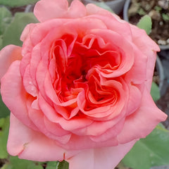 New Design Rose Plant