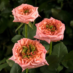 New Design Rose Plant